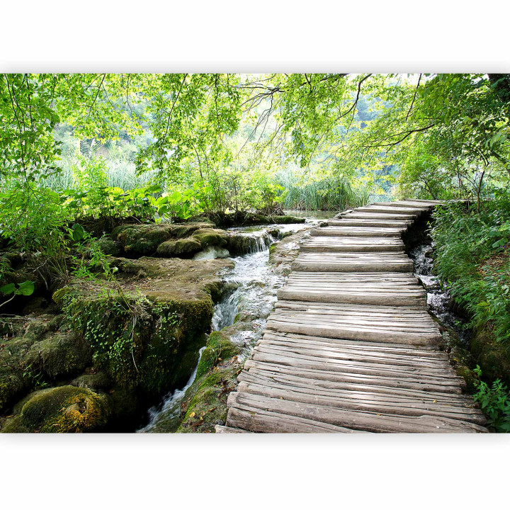 Fototapeta - Forest path